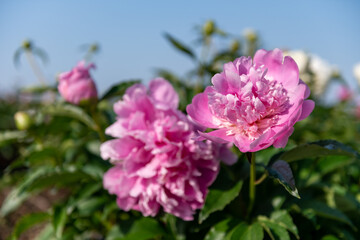 シャクナゲの花