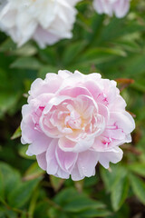 シャクナゲの花