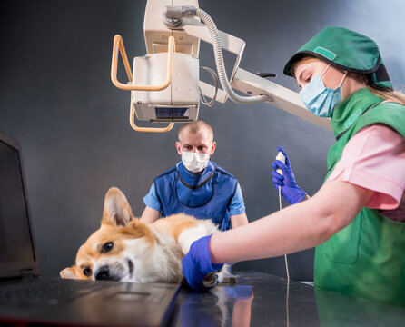 Veterinarian Team Examining Dog In X-ray Room.