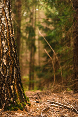 Green forest, branches, grass, leaves in summer