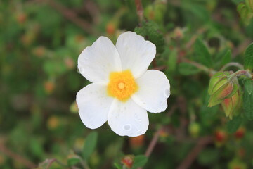 Flower of Cistus