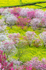 高知県香南市　西川花公園の花桃