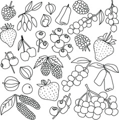 Hand drawn berries fruit. Vector illustration in doodle art style on white background