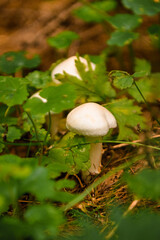 Green forest, grass, leaves, mushrooms in summer