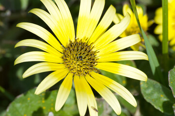 Obraz premium Blume