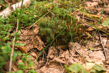 Green leaves and grass on the ground