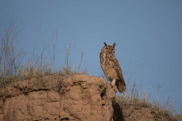 Eurasian eagle-owl 
