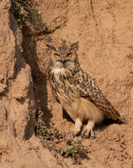 Eurasian eagle-owl 