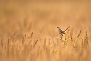 Plain Prinia in wheat field