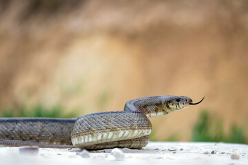 natural scenery, ladder snake crawling in its natural habitat