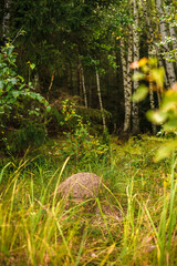 Green forest, grass, leaves, anthill in summer
