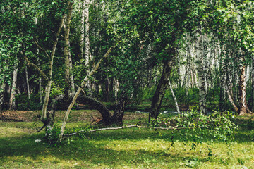 Scenic forest landscape with russian birches and greenery in vintage tones. Vivid green summer scenery of birch grove. Green leaves on branches of birch trees in sunlight. Beautiful sunny birch forest