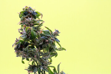 Bud from an isolated cannabis plant