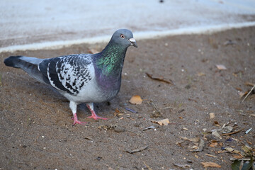 A common pigeon, or rock dove, on a patch of dirt near a footpath where grass seeds were recently planted