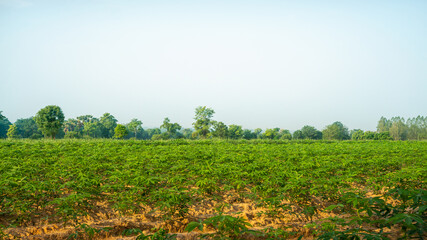 Obraz premium Field of green leaf Cassava plant in agriculture planting farm land under blue sky