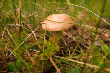 Green forest, grass, leaves, mushrooms in summer