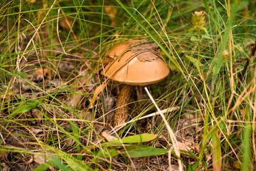 Green forest, grass, leaves, mushrooms in summer