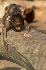 Baby baboon climbing along a tree truck
