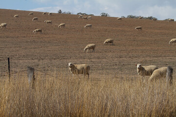 Obraz premium sheep in a field during drought in outback Australia