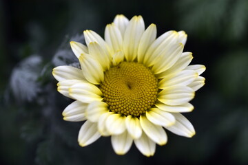 Gelbe Blüte einer Kronenwucherblume