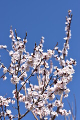 blooming tree