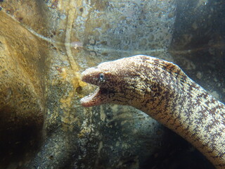 水槽の中の魚の接写