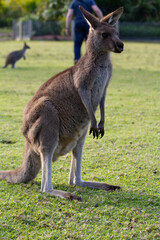 Naklejka na ściany i meble kangaroo feeding on grass in a field in outback Australia