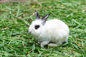 A Little White fluffy rabbit Eating green grass