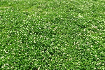 初夏の野原に咲くシロツメクサ