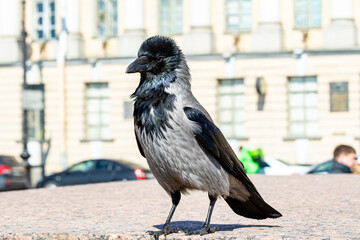 old raven basks in the sun