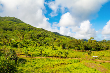 Fototapeta na wymiar Landscape of Casela National Park in Mauritius island