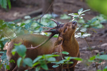Sambar deer in the forests