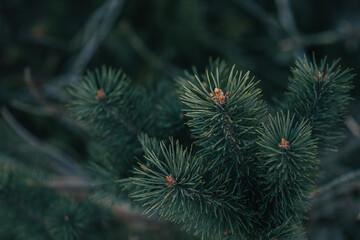 close up of pine needles