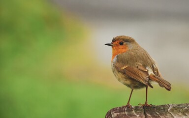 robin in the snow