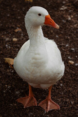 Household. Ducks in nature. Ornithology.