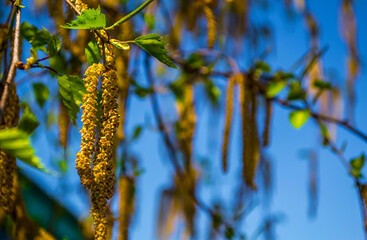  Earrings birch seeds on a branch in clear sunny weather, ecology of the city, good mood, a walk in the park,trees in the city 
