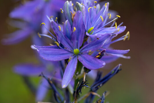 blue Camassia leichtlinii caerulea flower spike plant in spring garden Closeup