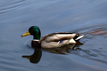 Kaczki w jeziorze  © Grzegorz