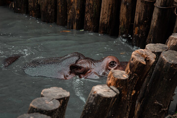 Small hypopotamus in the river. Wild animals in the zoo.