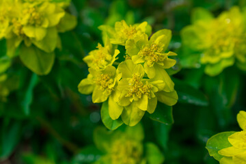 Selective focus image of the Wood Spurge (Euphorbia amygdaloides)