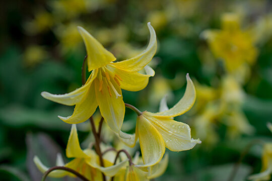 Close Up Very Rare Yellow  Erythronium Pagoda Flowers