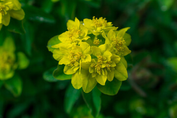 Selective focus image of the Wood Spurge (Euphorbia amygdaloides)
