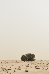 Acacia trees growing in wild sandy desert, Dubai, United Arab Emirates. Desert vegetation
