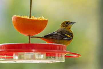 Baltimore Oriole perched on bird feeder with grape jelly and slice of orange fruit