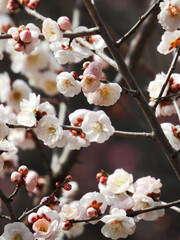 丸い花の白梅