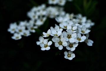 białe drobne kwiaty © Jacek