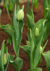 Spring green flower in garden
