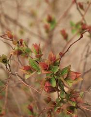Spring branch with red leaf