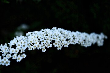 białe drobne kwiaty