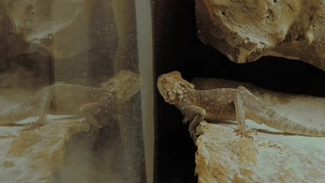 Small beige lizard slowly crawling on stone in terrarium - close up side view. Herpetology, zoology, pet and reptile concept